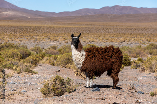 Llama (Lama glama), near route 33, Piedra del Molino, Los Cardones National Park, Salta Province, Argentina