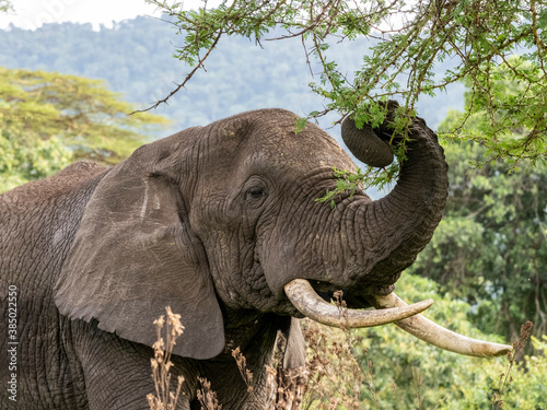 African bush elephant (Loxodonta africana), feeding inside Ngorongoro Crater, Tanzania