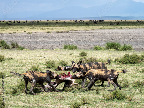 African wild dogs (Lycaon pictus), feeding on a wildebeest calf kill in Serengeti National Park, Tanzania