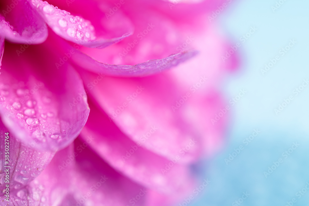Closeup photo of pink flowers dahlia with water drops on blue background Closeup photo of pink flowers dahlia with water drops on blue background