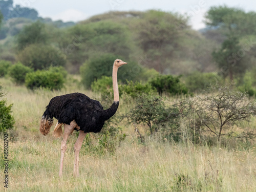 An adult male Masai ostrich (Struthio camelus massaicus), Tarangire National Park, Tanzania