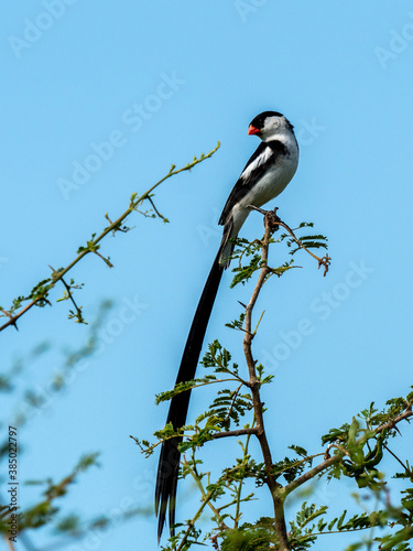 A male pin-tailed whydah (Vidua macroura), in breeding plumage in Tarangire National Park, Tanzania photo