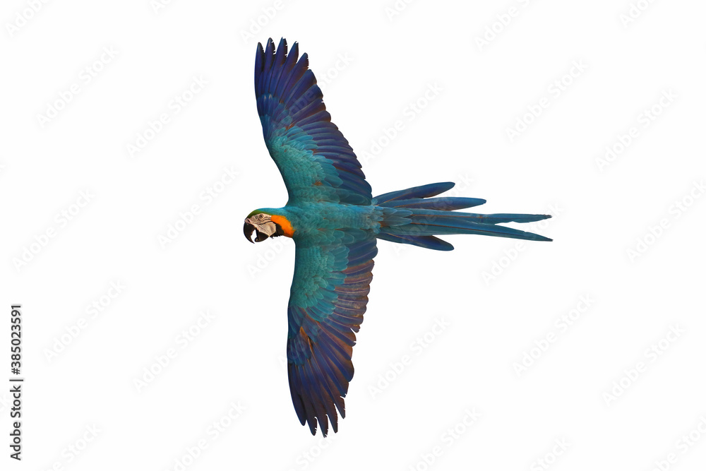 Macaw parrot flying isolated on white background.