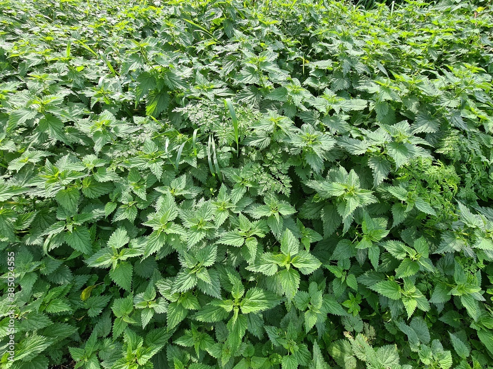 green ivy leaves background green ivy leaves background