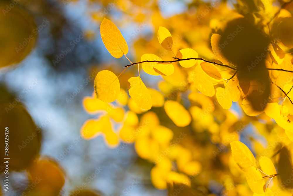 Autumn yellow leaves of aspen Autumn yellow leaves of aspen