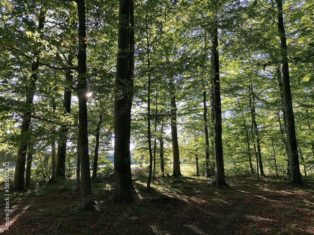 Fototapeta premium Waldrand