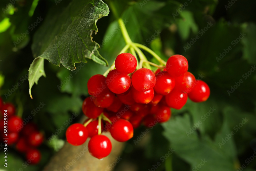 Ripe viburnum berries on tree, closeup