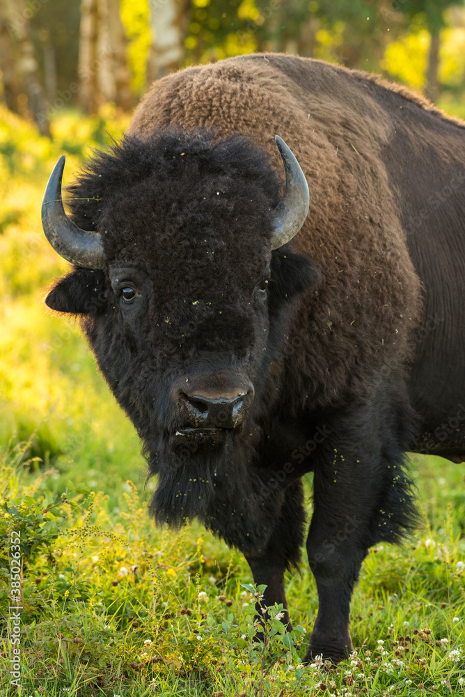Wild male plains bison during the mating season, Elk Island National Park, Alberta, Canada Wild male plains bison during the mating season, Elk Island National Park, Alberta, Canada