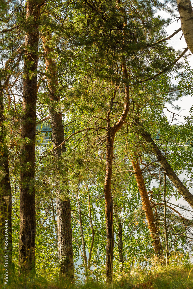 beautiful summer forest on the high bank of the Volga River beautiful summer forest on the high bank of the Volga River