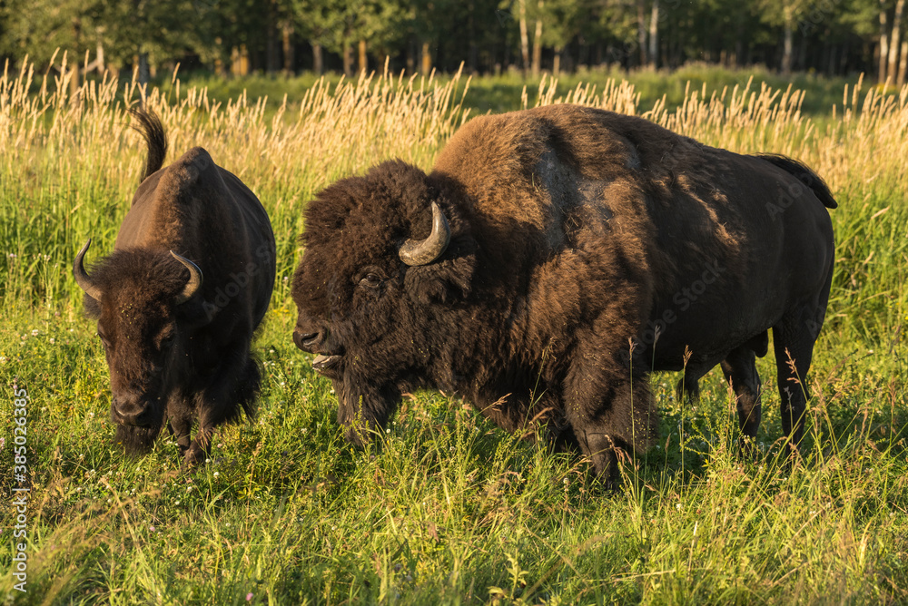 Wild male plains bison courts a female during the mating season, Elk Island National Park, Alberta, Canada Wild male plains bison courts a female during the mating season, Elk Island National Park, Alberta, Canada