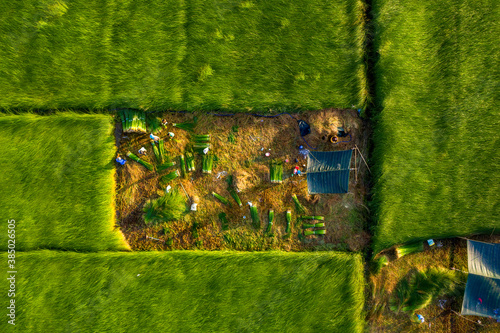 The farmers who grow and harvest sedge in Vung Liem, Vinh Long, Vietnam, Indochina