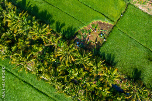 The farmers who grow and harvest sedge in Vung Liem, Vinh Long, Vietnam, Indochina photo