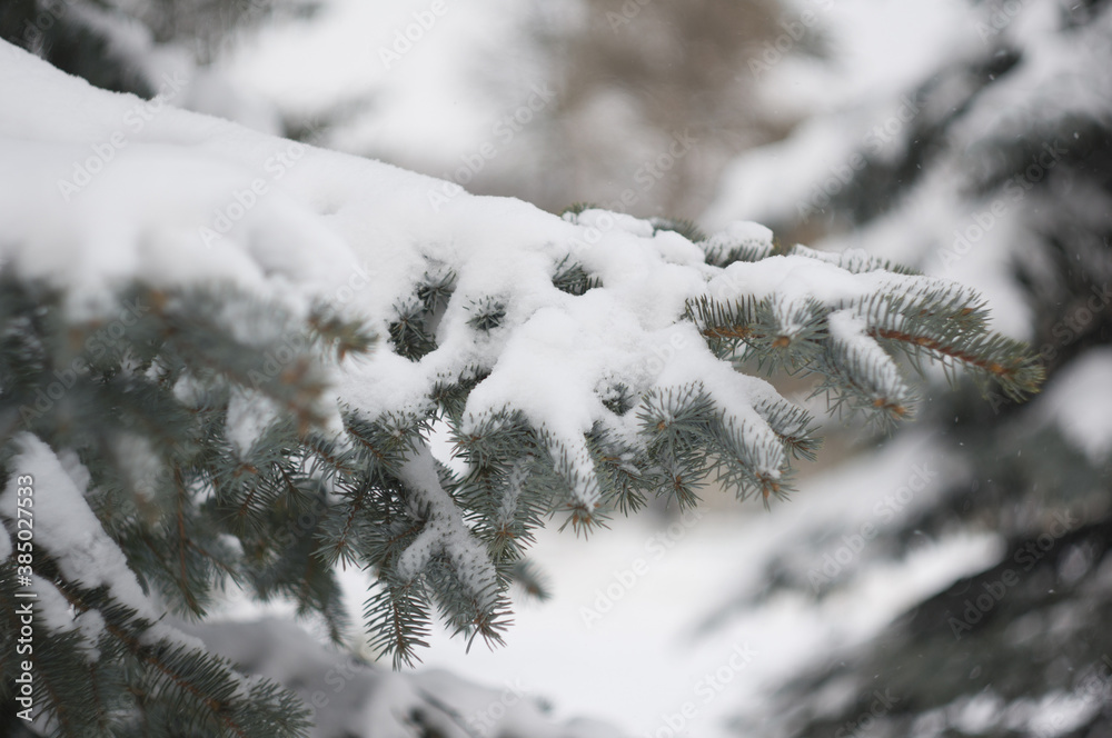 branch of snow-covered blue fir close-up on blurred background