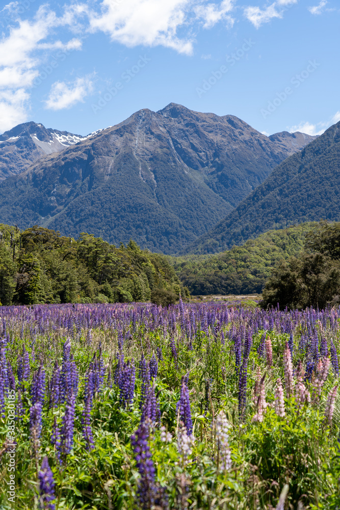 Fototapeta premium The lupins technically bloom from spring to summer (September-February) in New Zealand, however “peak” lupin season in Mackenzie Country is usually from mid-November until just after Christmas.