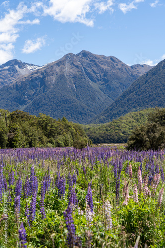 The lupins technically bloom from spring to summer (September-February) in New Zealand, however “peak” lupin season in Mackenzie Country is usually from mid-November until just after Christmas.