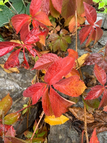 red maple leaves