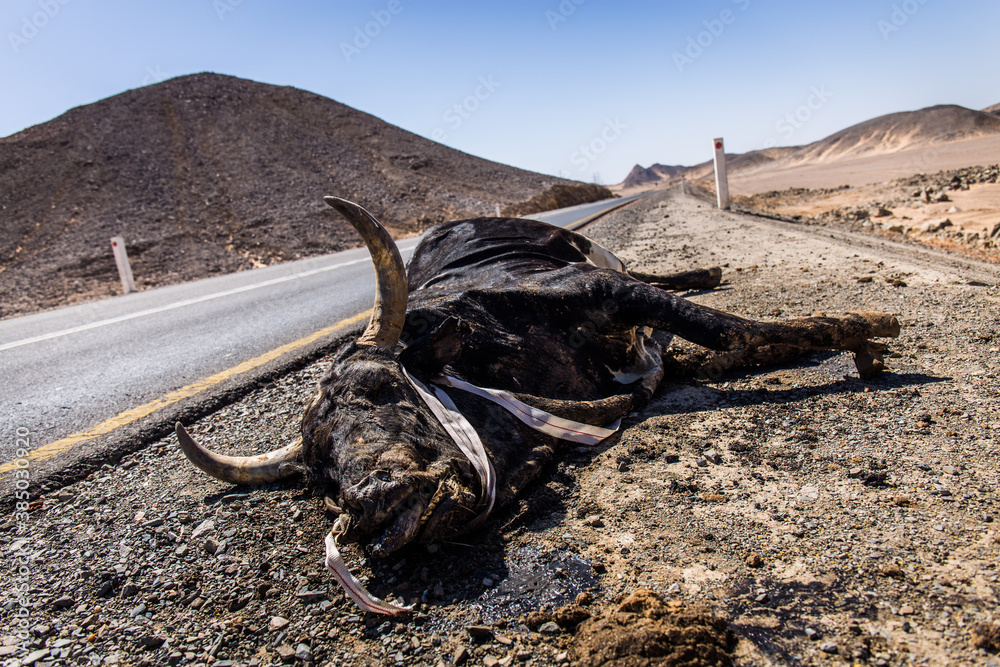 Dead cattle next to the road in Sudan Dead cattle next to the road in Sudan