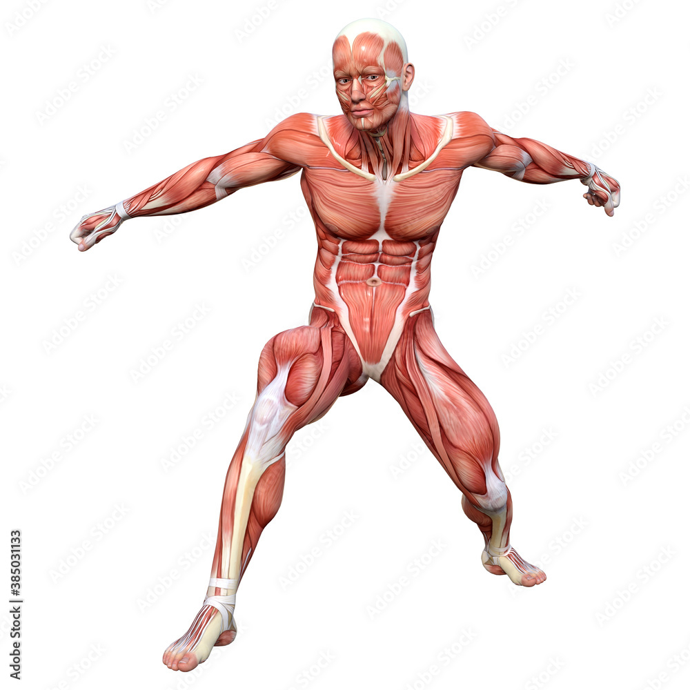 3D Rendering Male Anatomy Figure on White 3D Rendering Male Anatomy Figure on White