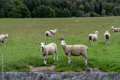 There are a lot of sheep in New Zealand. There are in fact an estimated 10 sheep to every Kiwi (New Zealanders, not the bird).