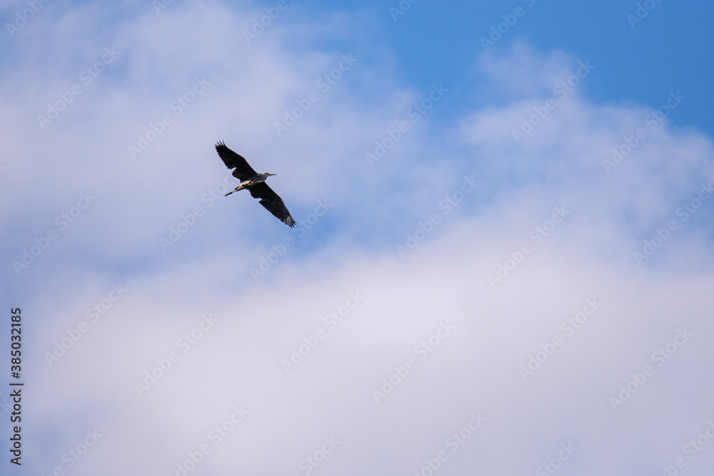 Heron flying in a blue sky with clouds Heron flying in a blue sky with clouds