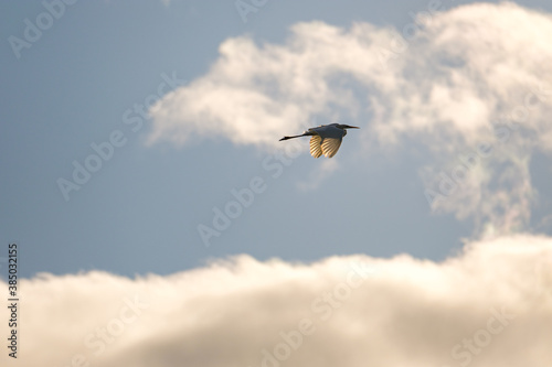 Great white egret flying in the blue cloudy sky © Jérôme Bouche