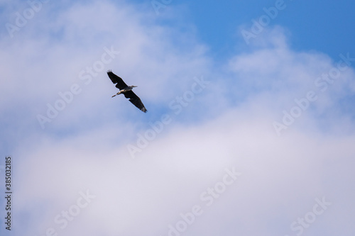 Heron flying in a blue sky with clouds