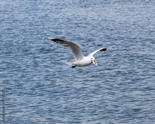 The black-billed gull, Buller's gull, or tarāpuka is an endangered species of gull in the family Laridae. This gull is found only in New Zealand.