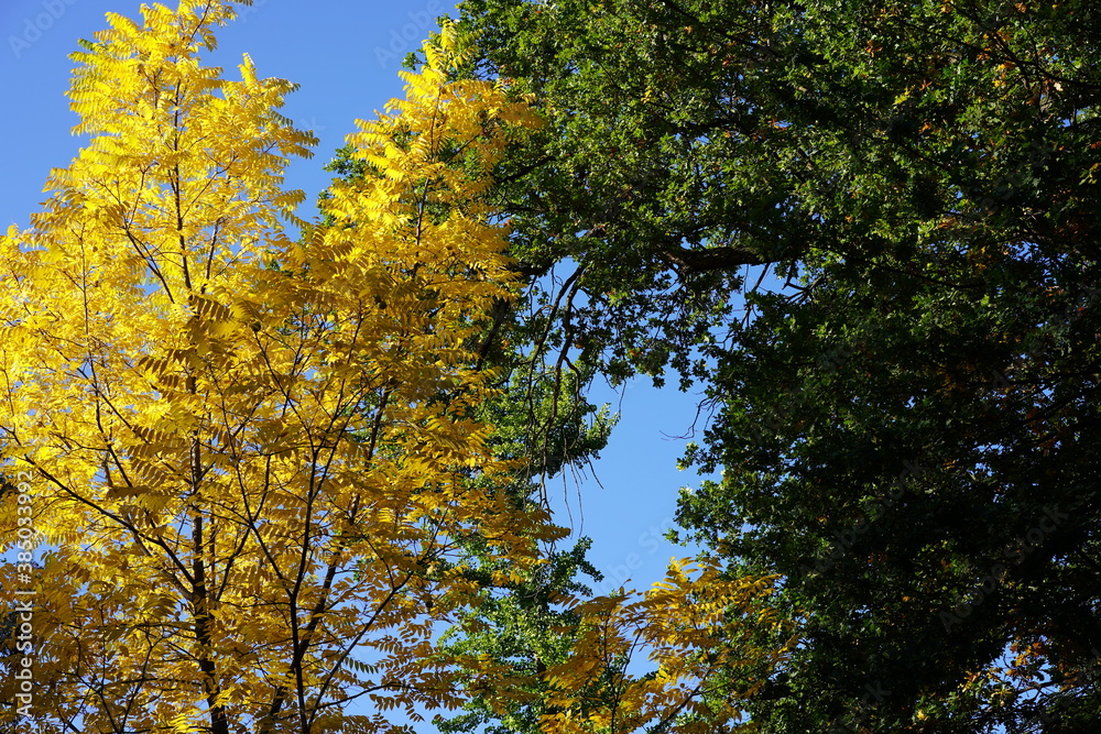 Herbstliche Laubbäume bei Sonnenschein und blauem Himmel