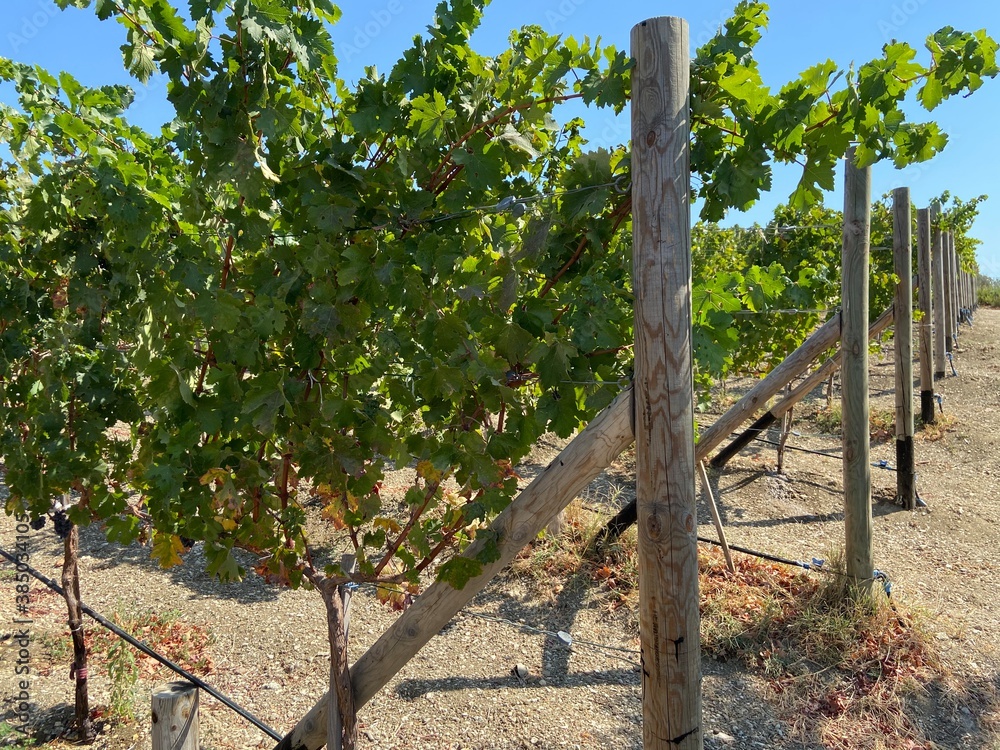 Vineyard in Aegean Sea with olive trees. Vineyard in Datça, Turkey near Aegean Sea. Olive trees and blue sky. Clear and sunny day. Vineyard in Aegean Sea with olive trees. Vineyard in Datça, Turkey near Aegean Sea. Olive trees and blue sky. Clear and sunny day.