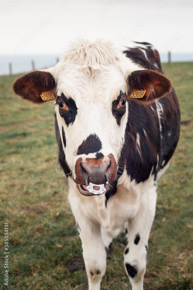 Spotted cow with a pierced nose in Normandy Spotted cow with a pierced nose in Normandy