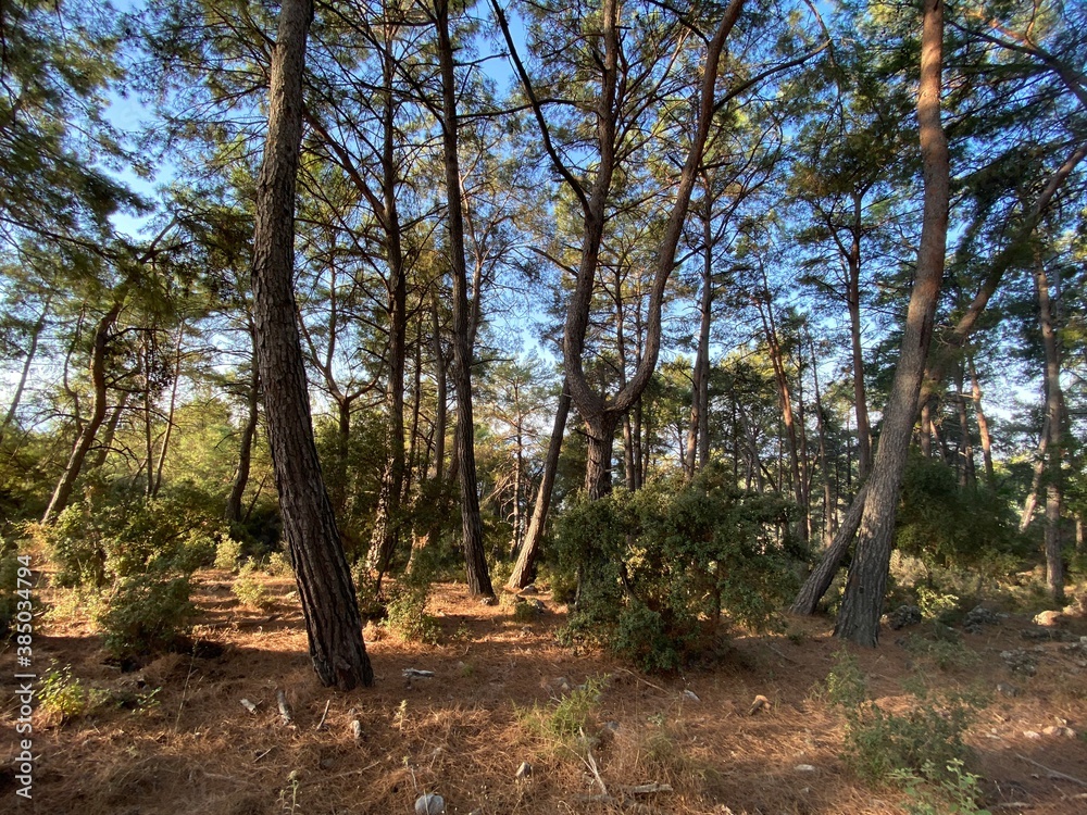 Forest with long grown trees in daylight. Bright sunlight and clean blue skies. Pine forest. Forest with long grown trees in daylight. Bright sunlight and clean blue skies. Pine forest.