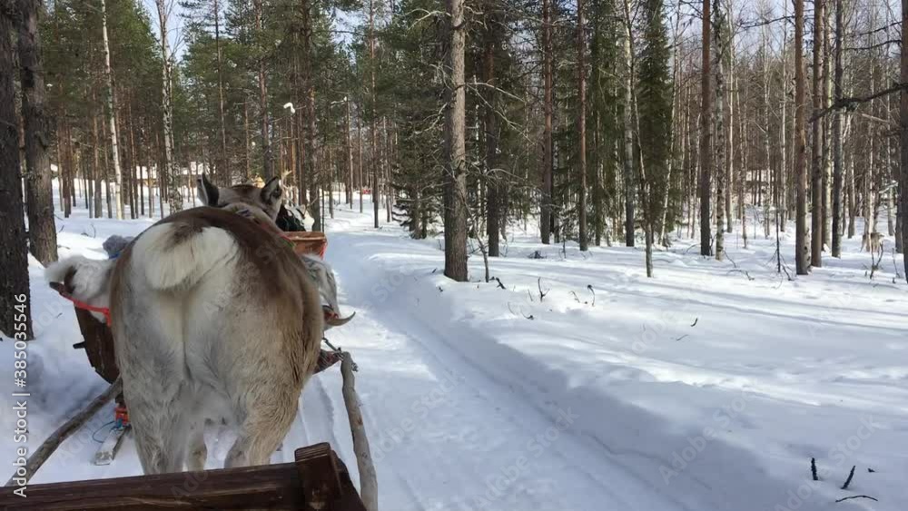 Reindeer pulling a sleigh in the arctic wilderness