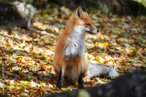 portrait of a posing red fox male in natural environment.
