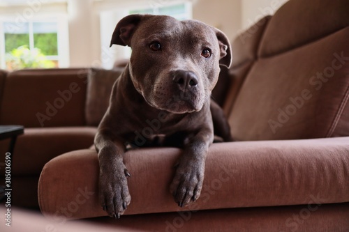 Young English Staffordshire Bull Terrier Rests on Brown Couch at Home. Adorable Blue Staffy on Sofa in the Living Room.