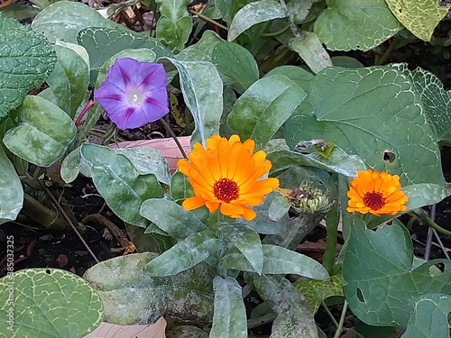 Calendula und Glockenblume