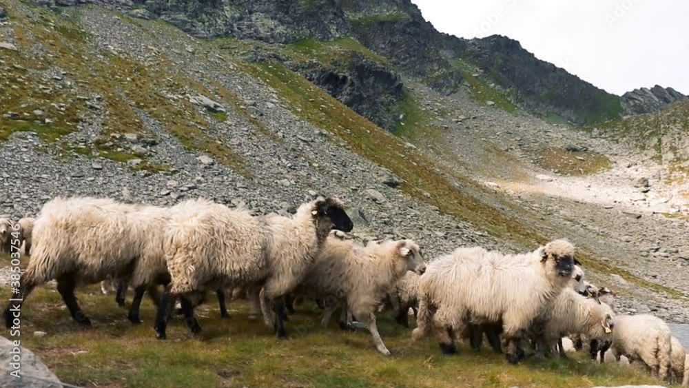Flock of sheeps grazing on the mountains near a glacial lake in summer time Flock of sheeps grazing on the mountains near a glacial lake in summer time