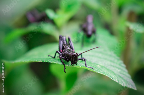 black grasshopper eat leaf