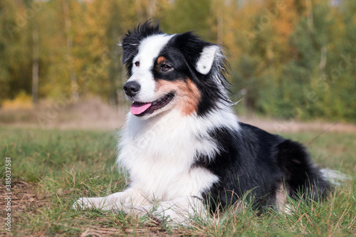Fototapeta Naklejka Na Ścianę i Meble -  Portrait of cute smiling black and white tricolor Australian shepherd with background of autumn colored forest leaves. Nice and funny aussie sheepdog with funny colored white face smiling outside 