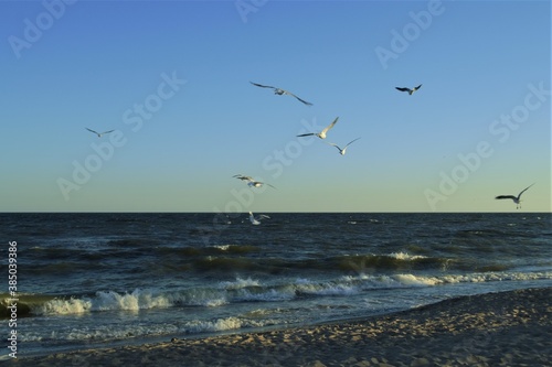 Seagulls at sunset over the sea