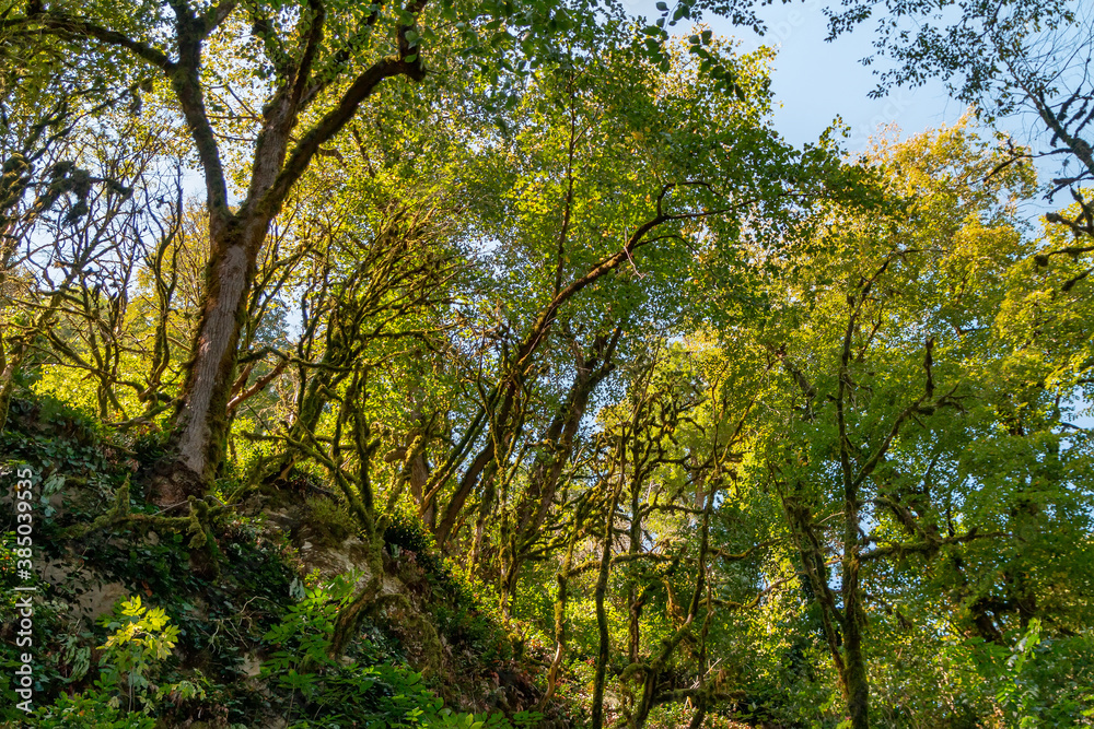 Tropical forest landscape. South of Russia Tropical forest landscape. South of Russia