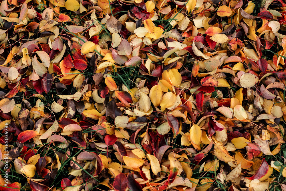 Autumn fallen bright colorful leaves. Seasonal background. The foliage of a pear tree. Selective focus.