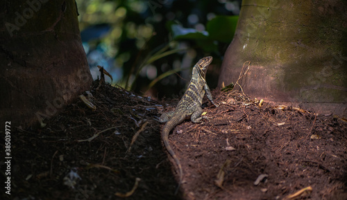 Wild Iguana exploring and enjoying both the sun and the shade