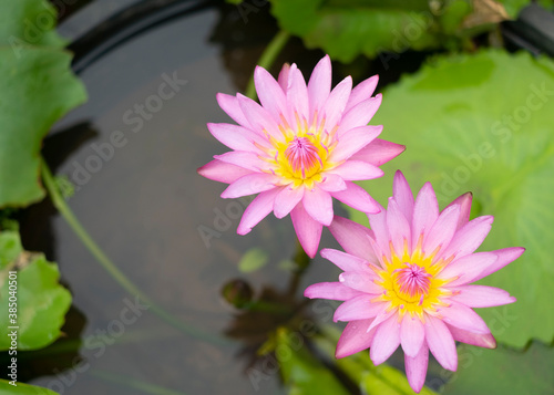 Beautiful pink lotus flowers blossom in the middle of the garden. Selective Focus