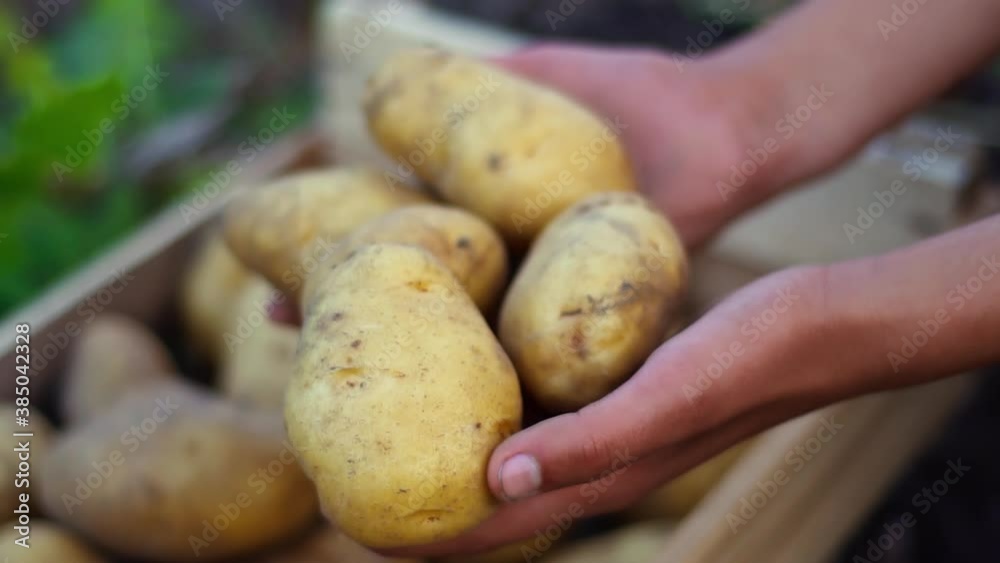 The farmer holds potatoes in his hands against the background of a wooden box The farmer holds potatoes in his hands against the background of a wooden box