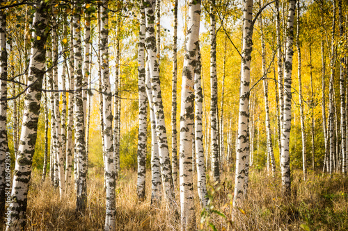 Herbstlicher Birkenwald in Schweden © ahockwin