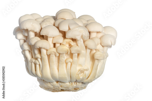 White shimeji mushrooms isolated on white background