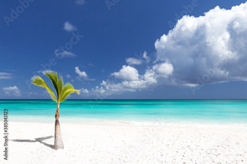 Fototapeta Naklejka Na Ścianę i Meble -   Single young coconut palm tree on white beach