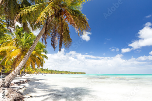 Coconut palm trees on white sandy beach on caribbean island Saona