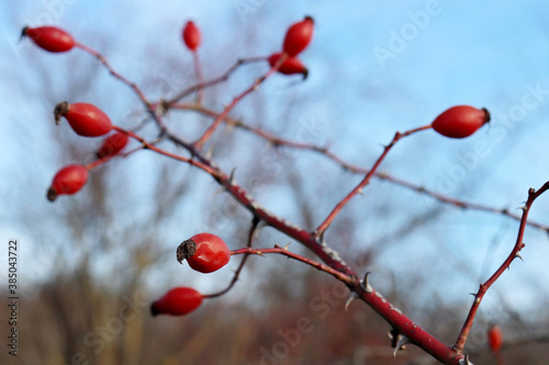 Red rosehip berries on bush growing in autumn forest. Ripe medicinal fruits of briar, healing plants