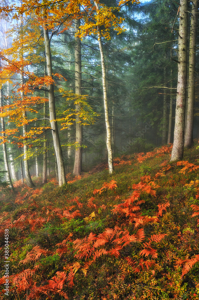 A misty fantastic autumn forest. The beech trees are in a fog A misty fantastic autumn forest. The beech trees are in a fog
